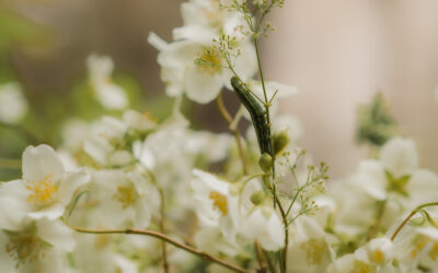 Comment conserver son bouquet de mariage après le jour J : 5 idées pour lui donner une seconde vie